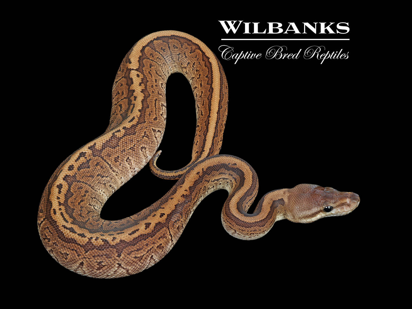 Cinnamon Pinstripe 100% Het. Candy Ball Python ♀ '25