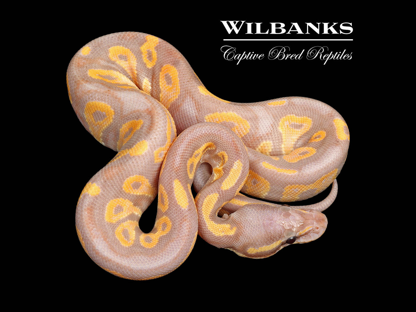 Banana Blackhead Yellow Belly Ball Python ♂ '25