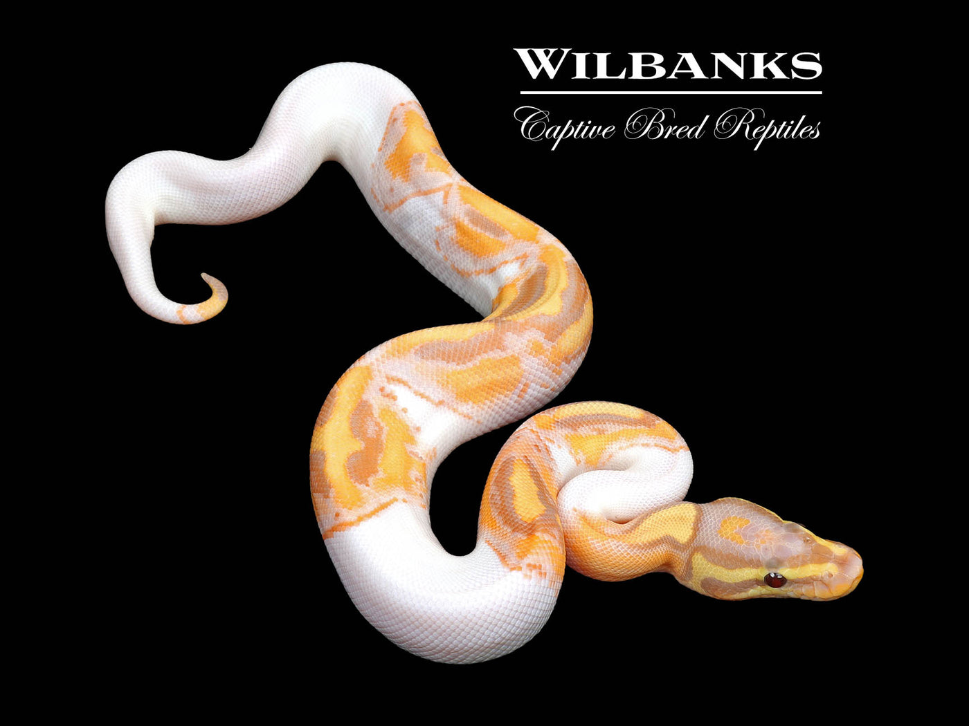 Banana Pied Ball Python ♂ '25