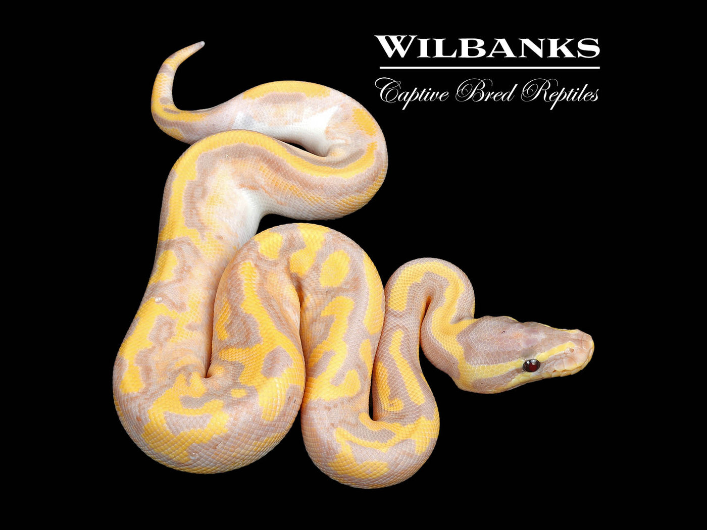 Banana Pied Ball Python ♂ '25