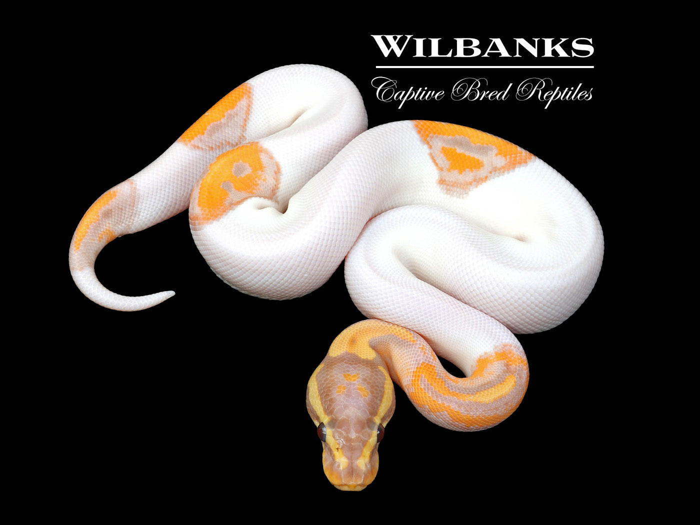 Banana Mahogany Pied Ball Python ♂ '25