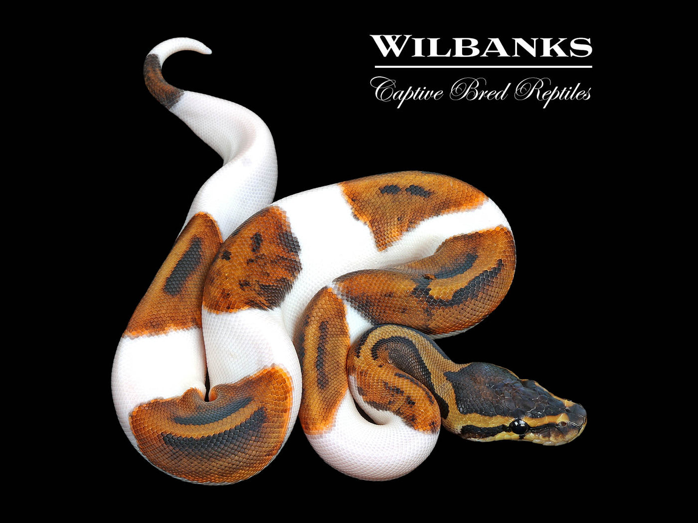 Pied Ball Python ♀ '25