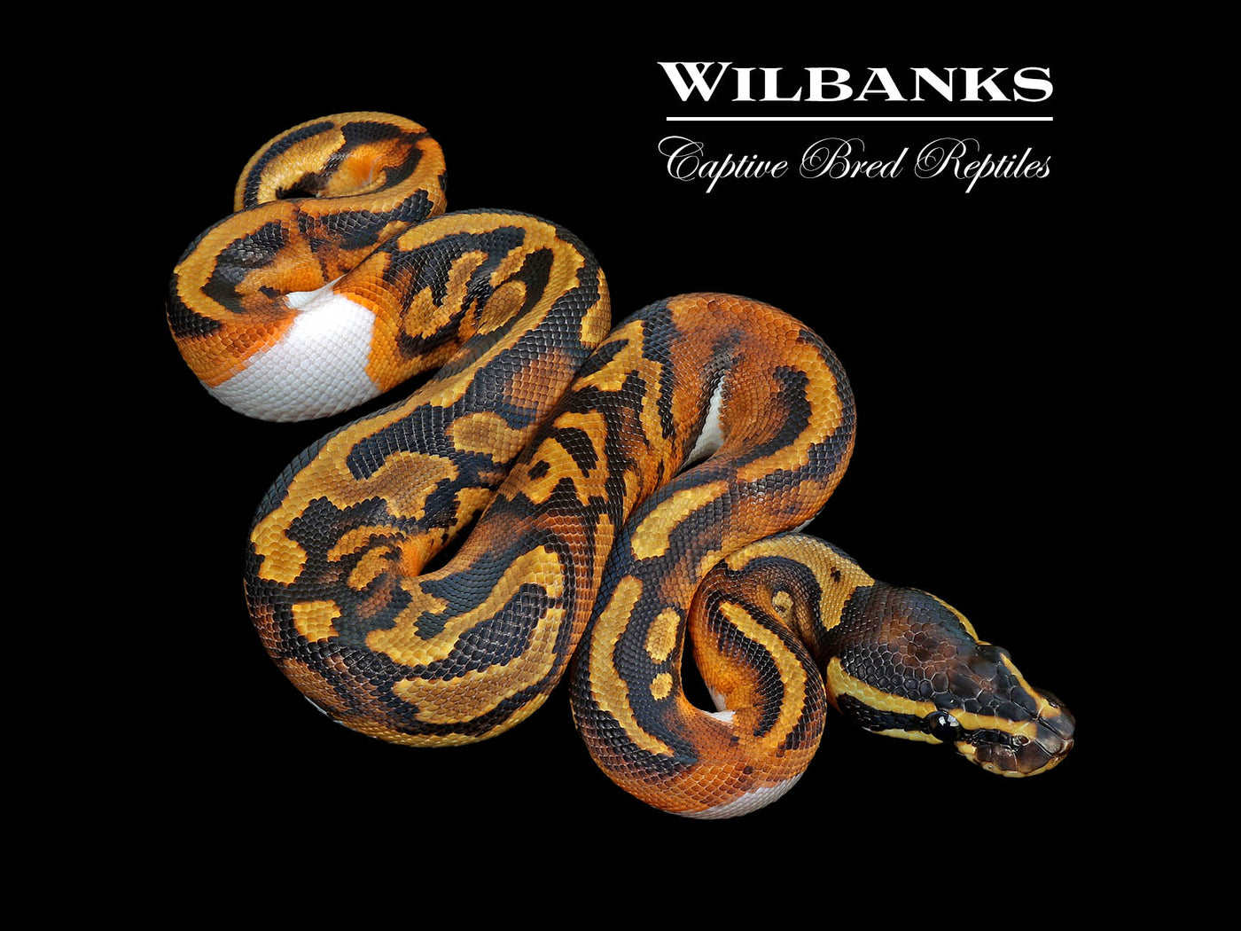 Pied 100% Het. Lavender Albino Ball Python ♂ '25