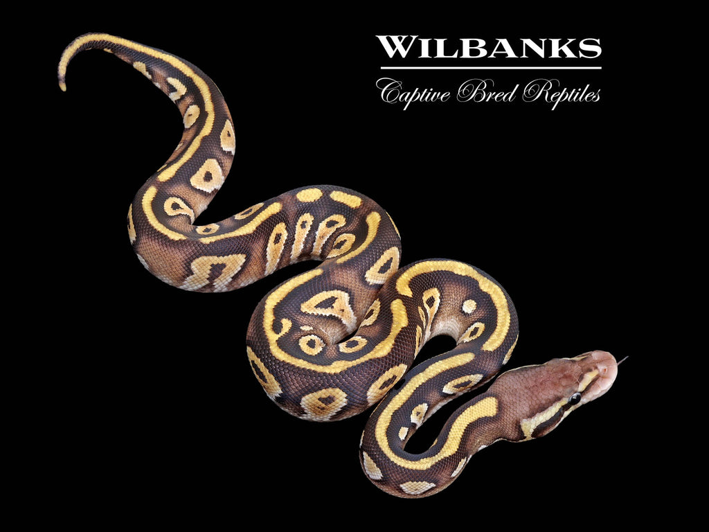 洋書 The Complete Ball Python Amazon | Ball Pythons: A Complete Guide to Python Regius