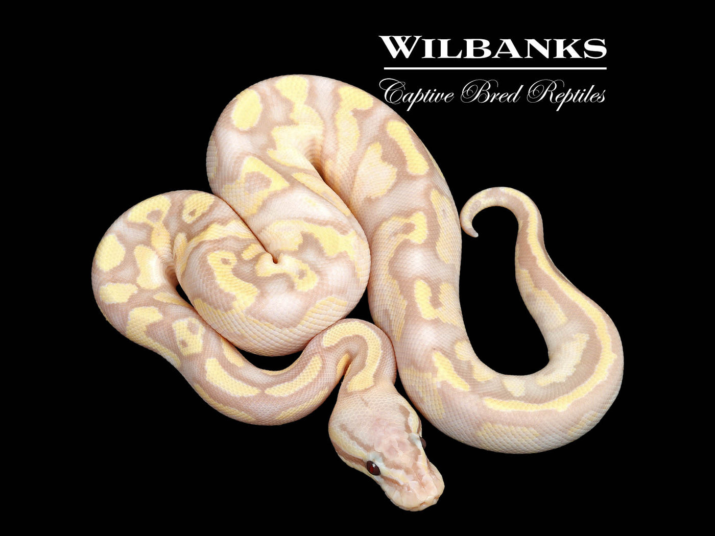 Banana FireFly Yellow Belly Ball Python ♂ '25