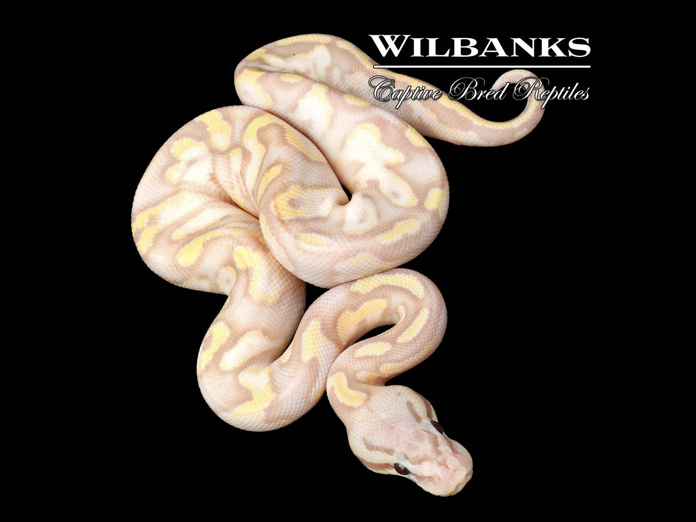 Banana FireFly Yellow Belly Ball Python ♂ '25