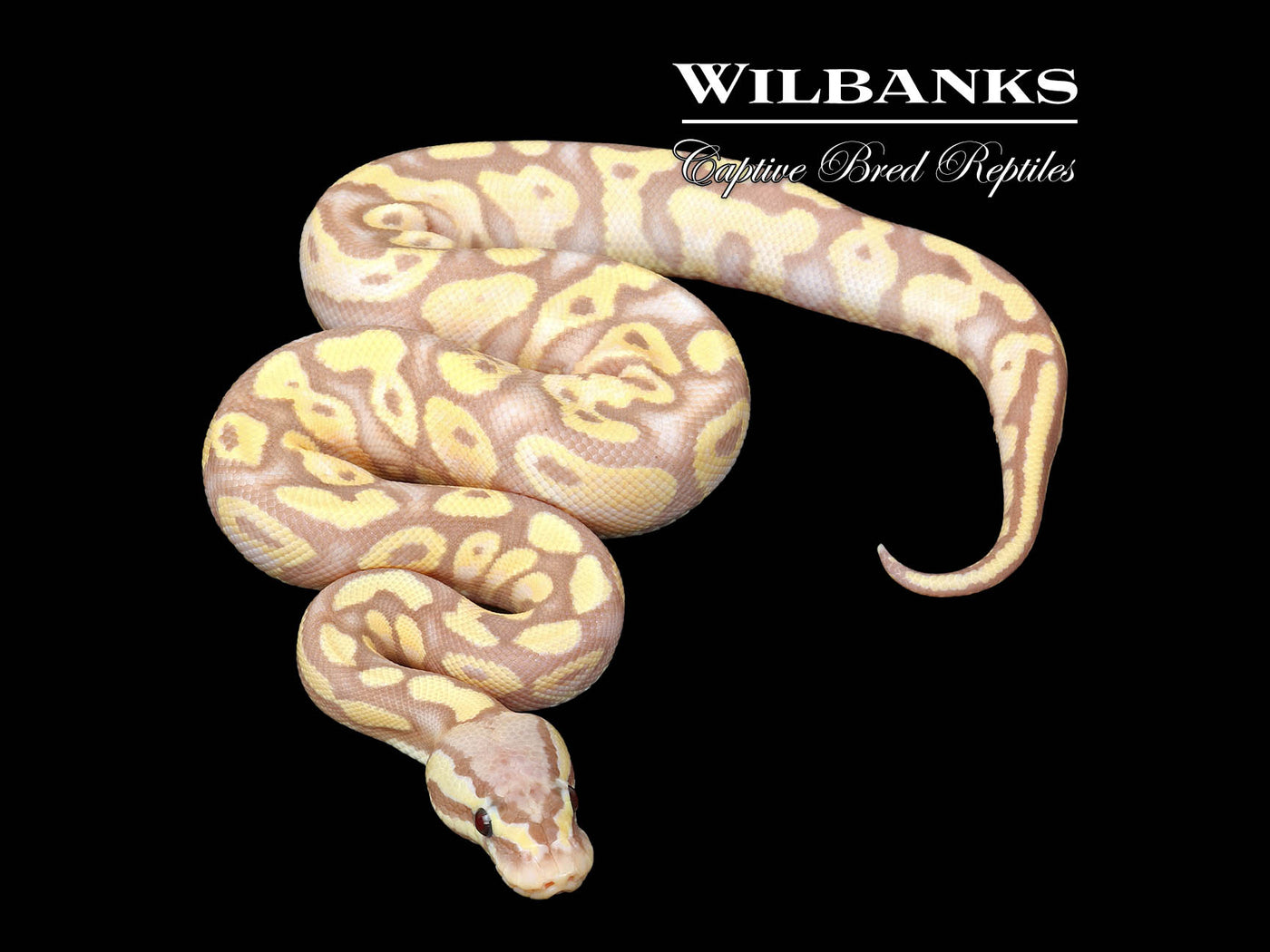 Banana Pastel Yellow Belly Ball Python ♂ '25