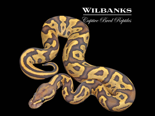 Fire Leopard Orange Crush Ball Python ♀ '25 – Wilbanks