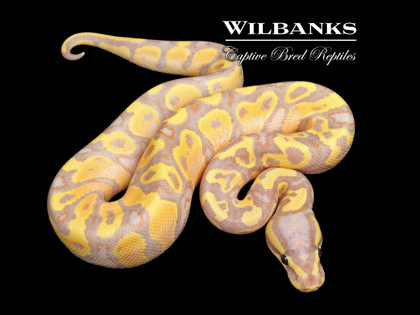 Banana Yellow Belly 100% Het. Pied Ball Python ♂ '25
