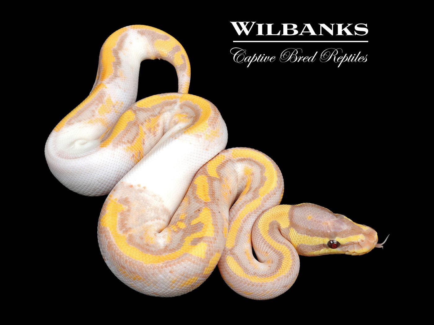 Banana Pied Yellow Belly Ball Python ♂ '25
