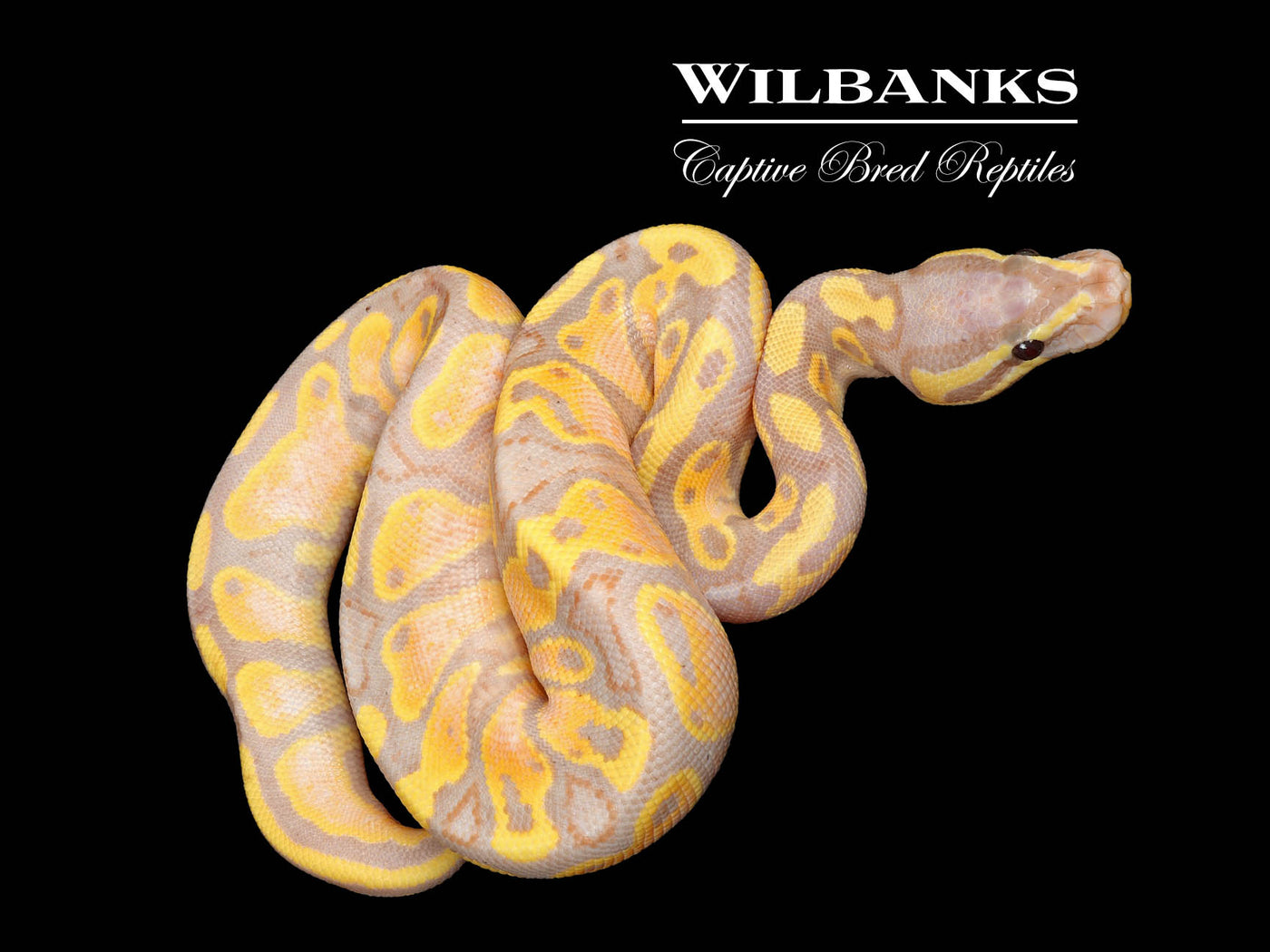 Banana Yellow Belly 100% Het. Pied Ball Python ♂ '25