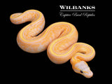 Banana Stranger Pinstripe (Female Maker) Ball Python ♂ '26