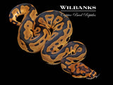 Leopard Sable Clown Ball Python ♂ '26