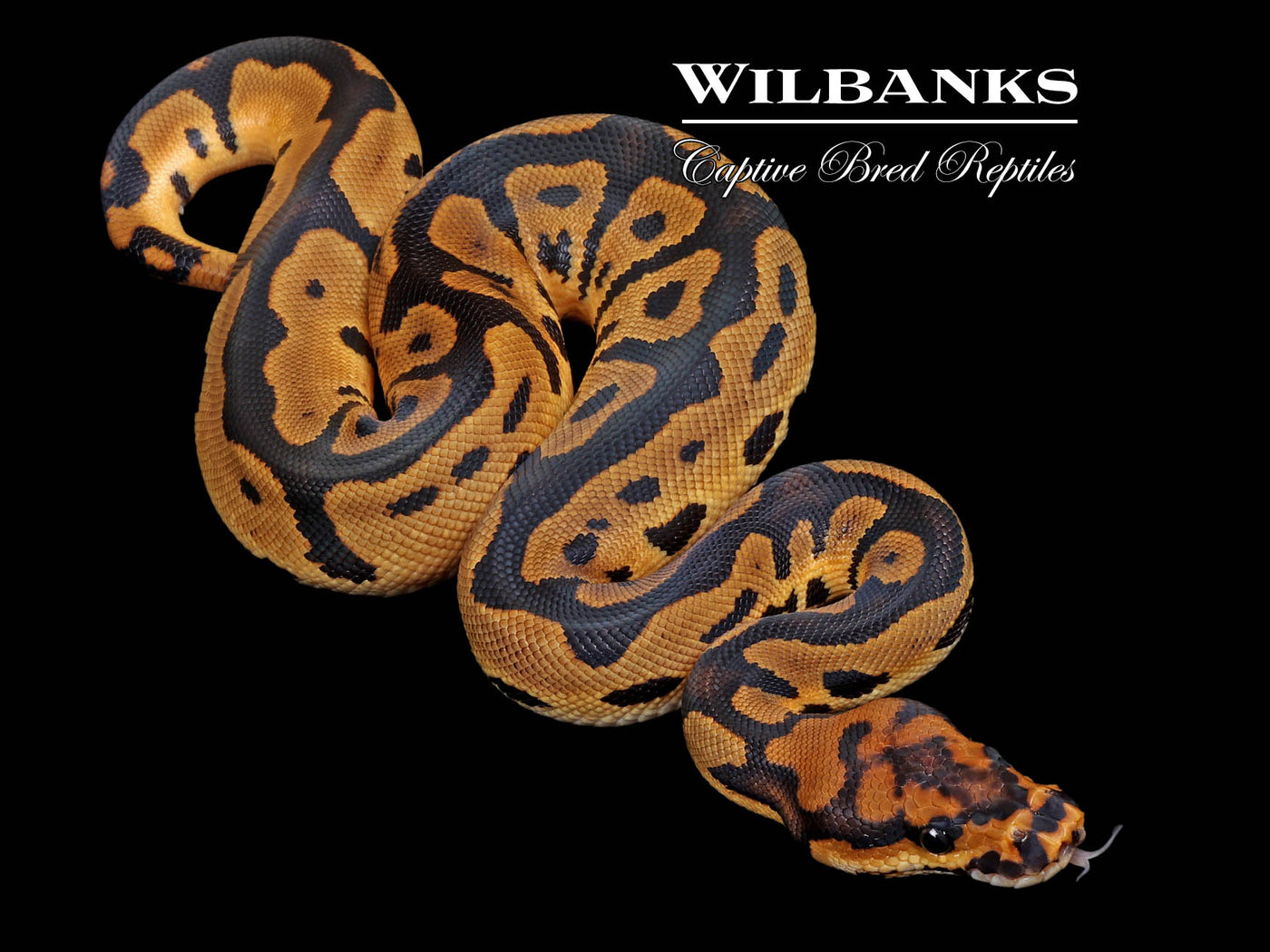 Leopard Sable Clown Ball Python ♂ '26 – Wilbanks Captive Bred