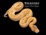 Enchi Champ Crusher Ball Python ♂ '26