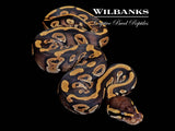 Phantom 100% Het. Pied Ball Python ♂ '26