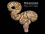 FireFly Ball Python ♀ '26