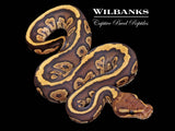 Mahogany Fire 100% Het. Hypo Ball Python ♀ '26