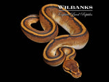 Genetic Stripe 100% Het. Clown Ball Python ♂ '26