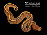 Genetic Stripe Yellow Belly 100% Het. Clown Ball Python ♂ '26
