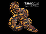 Yellow Belly 100% DH Genetic Stripe Clown Ball Python ♂ '26