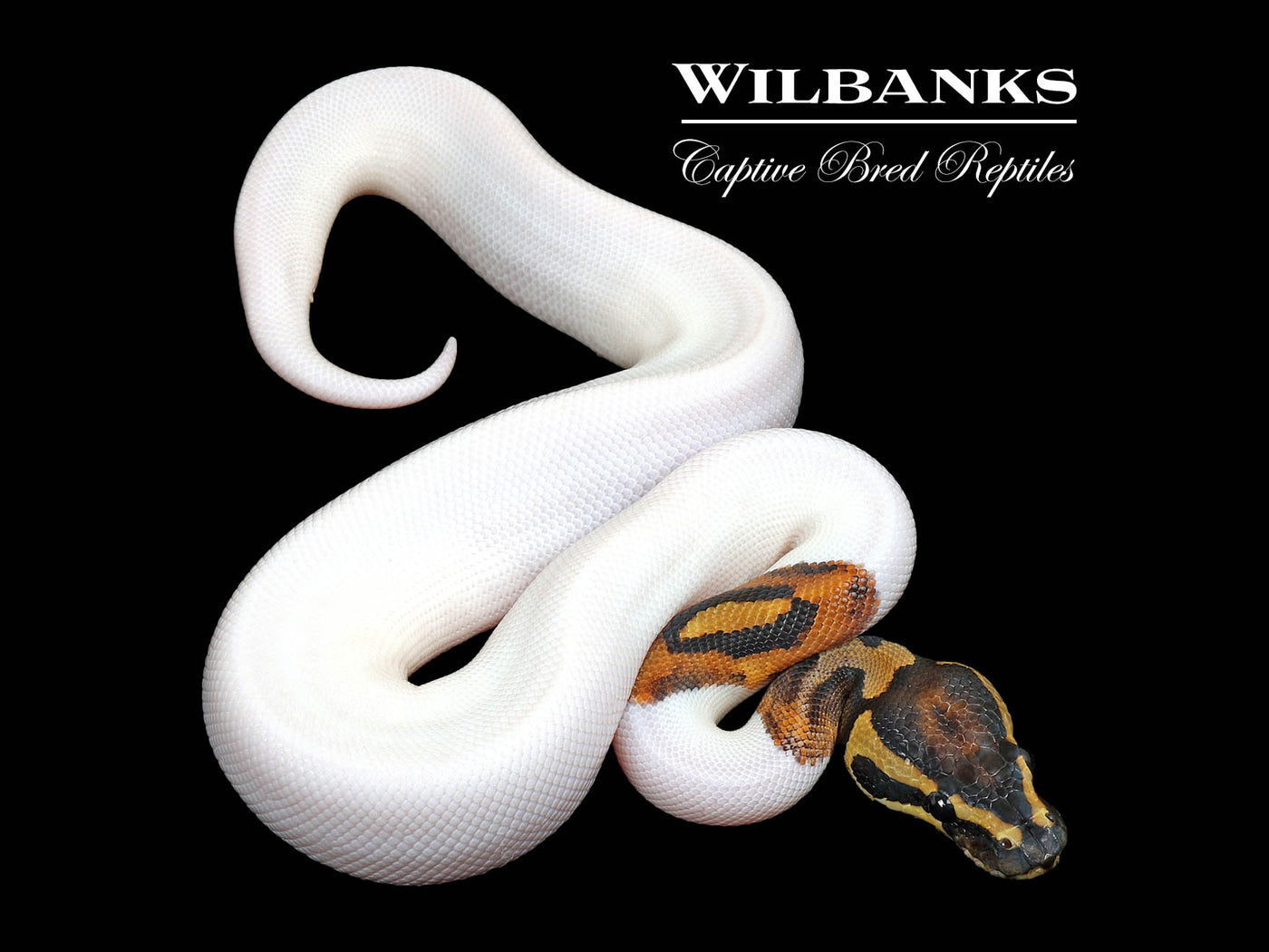 Pied Ball Python ♂ '25
