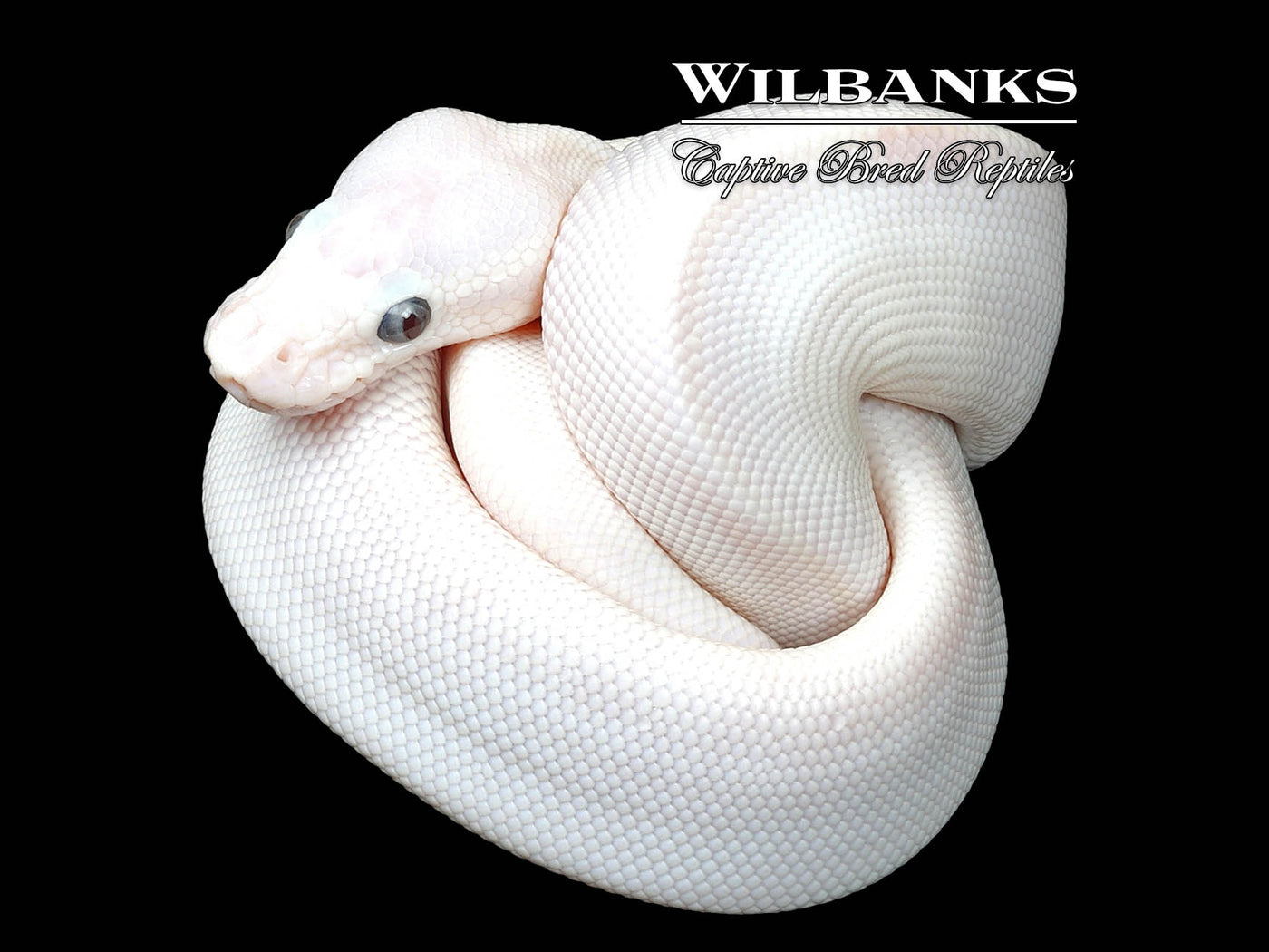 Banana Blue Eyed Leucistic (Mojave Butter) Ball Python ♂ '25