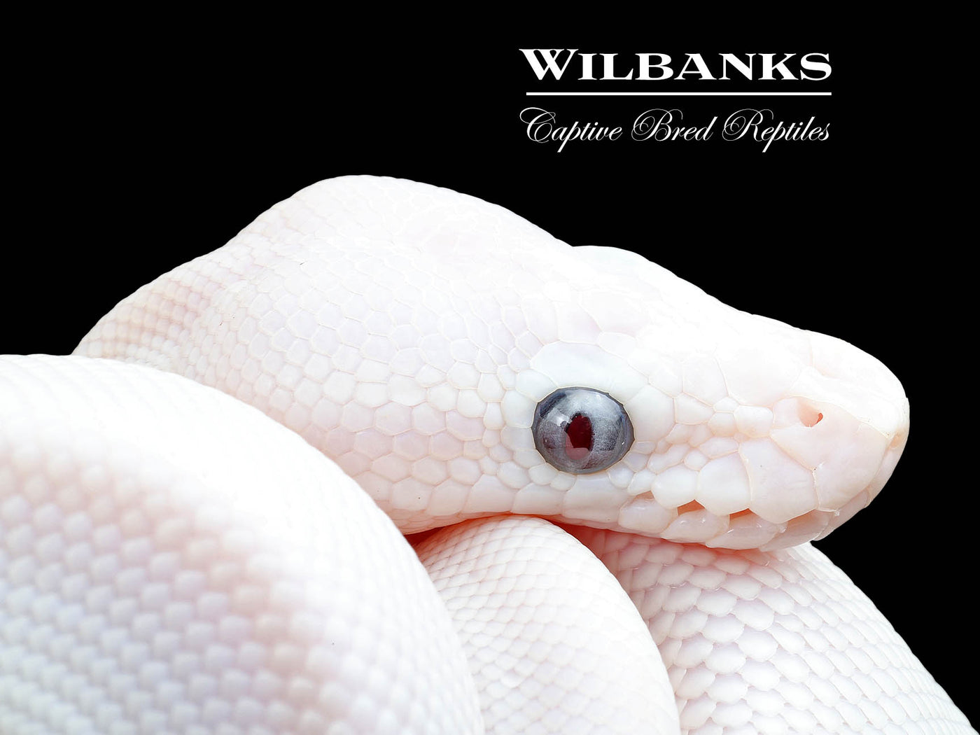 Banana Blue Eyed Leucistic (Mojave Butter) Ball Python ♂ '25