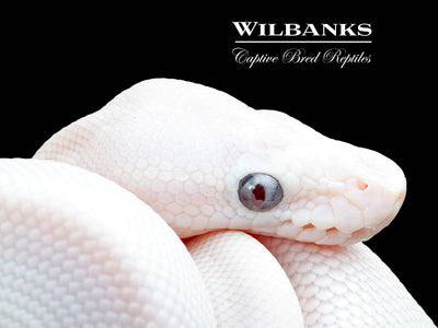 Banana Blue Eyed Leucistic (Mojave Butter) Ball Python ♂ '25