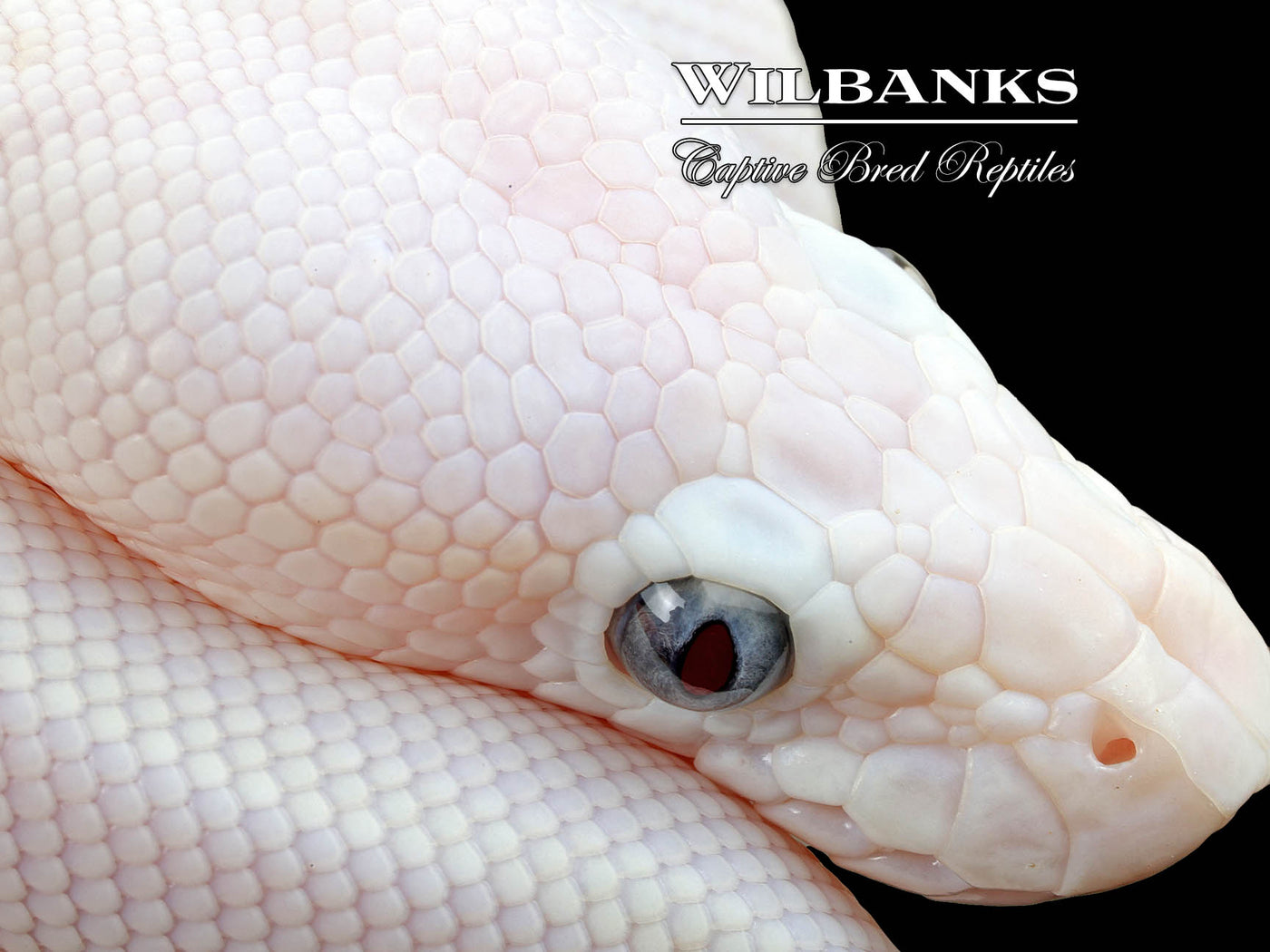 Blue Eyed Leucistic (Mojave Butter) Ball Python ♀ '25