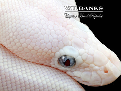 Blue Eyed Leucistic (Mojave Butter) Ball Python ♀ '25