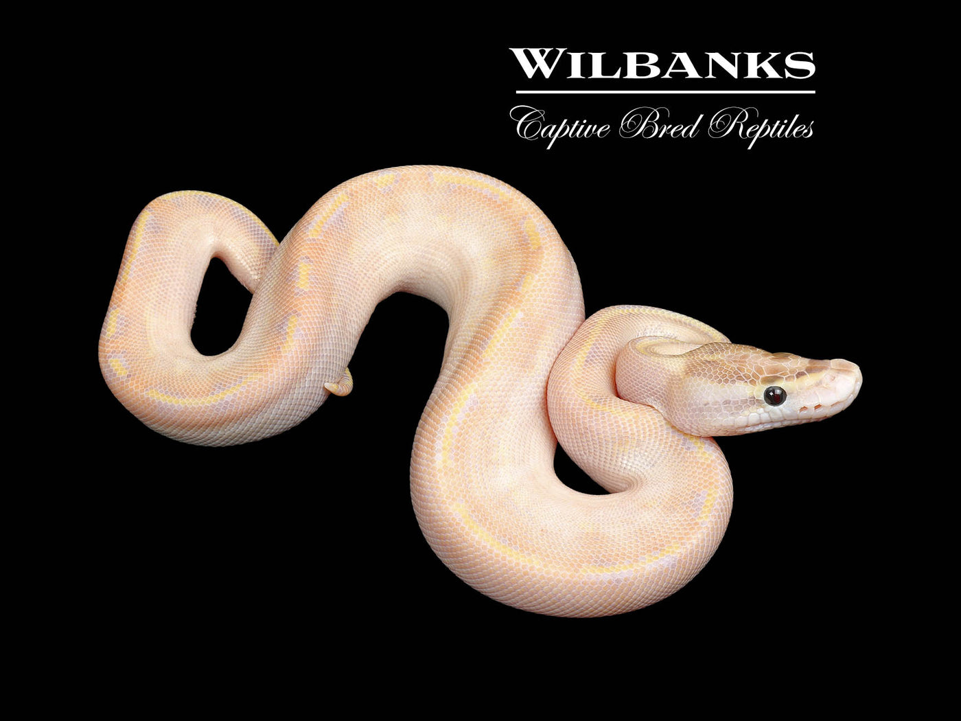 Ivory Ball Python ♂ '25