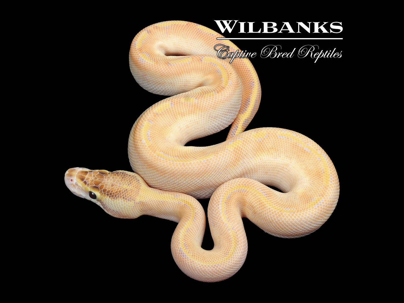 Enchi Ivory Ball Python ♂ '25