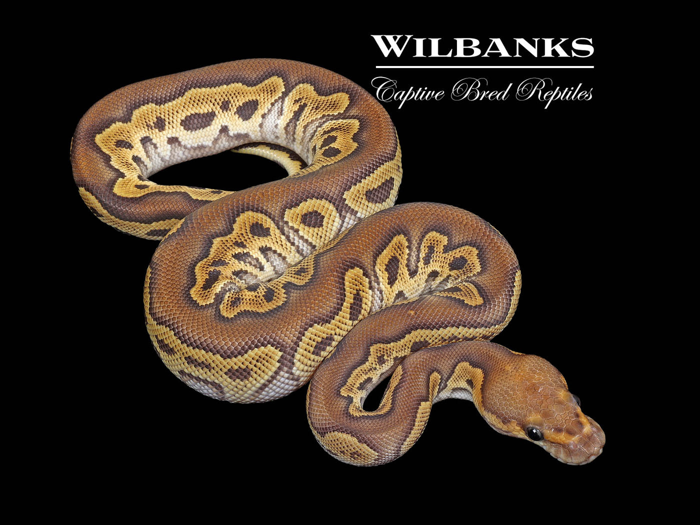 Mojave Clown Ball Python ♂ '25