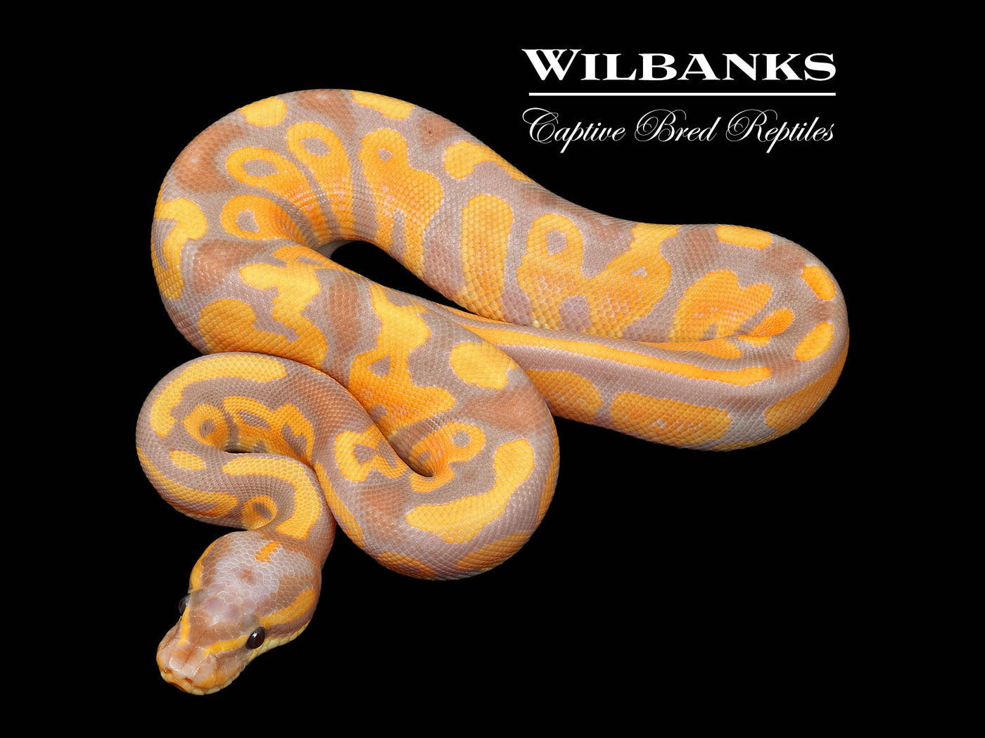 Banana Leopard Ball Python ♂ '25