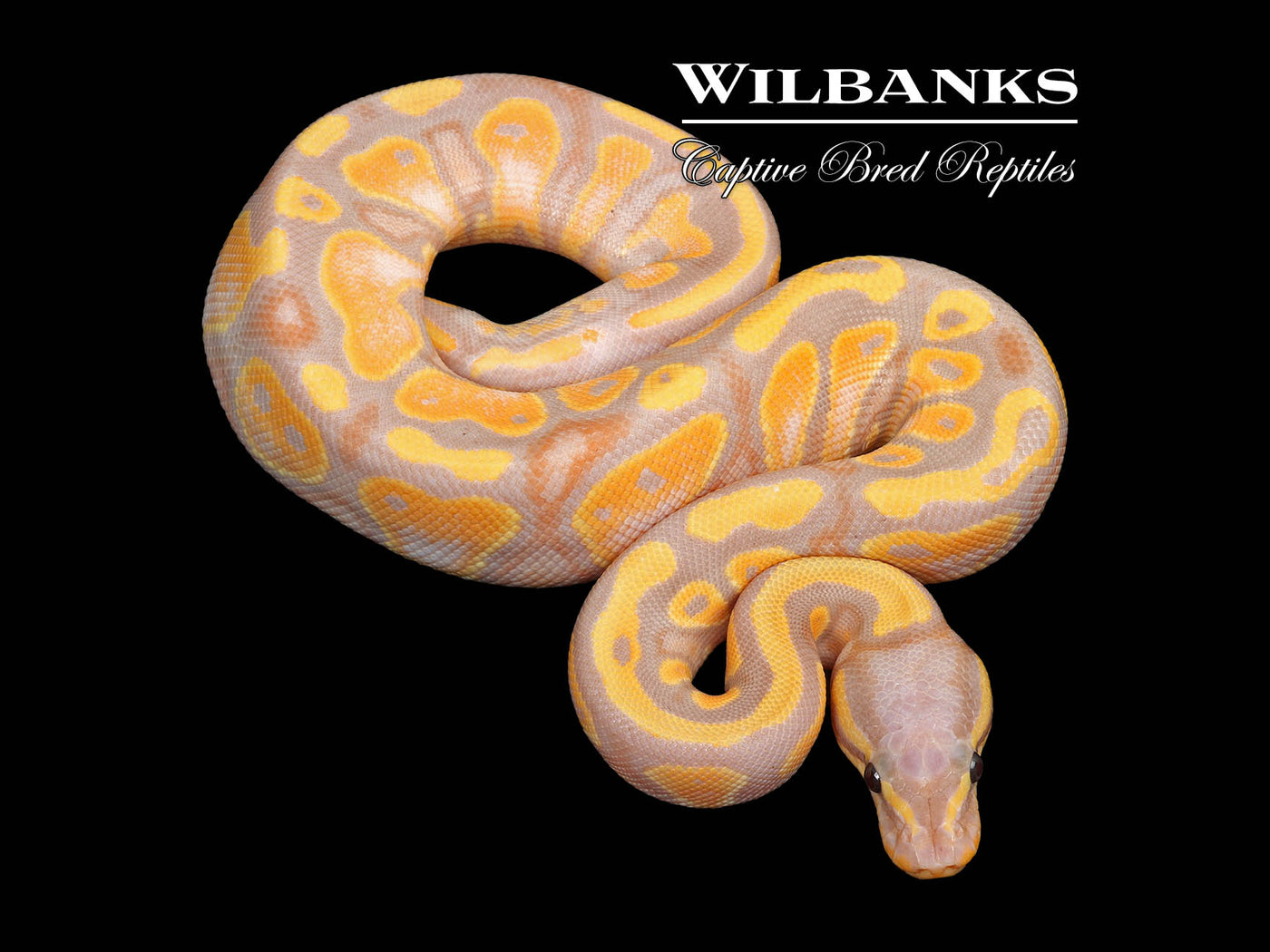 Banana Yellow Belly Ball Python ♀ '25