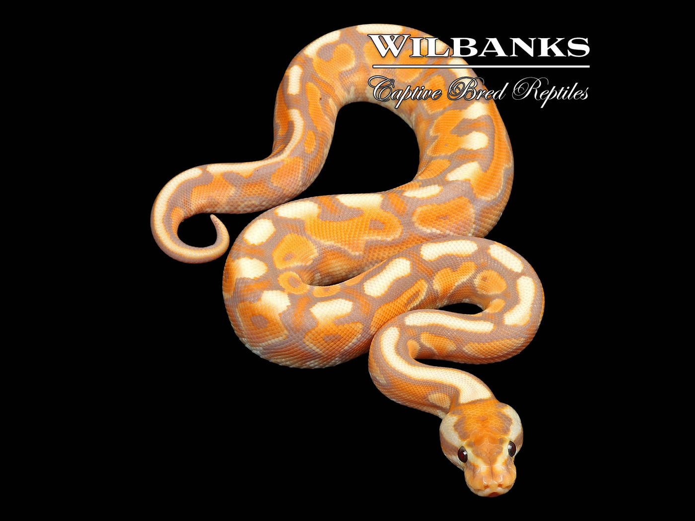 Banana Cinnamon Enchi Spotnose Ball Python ♂ '25
