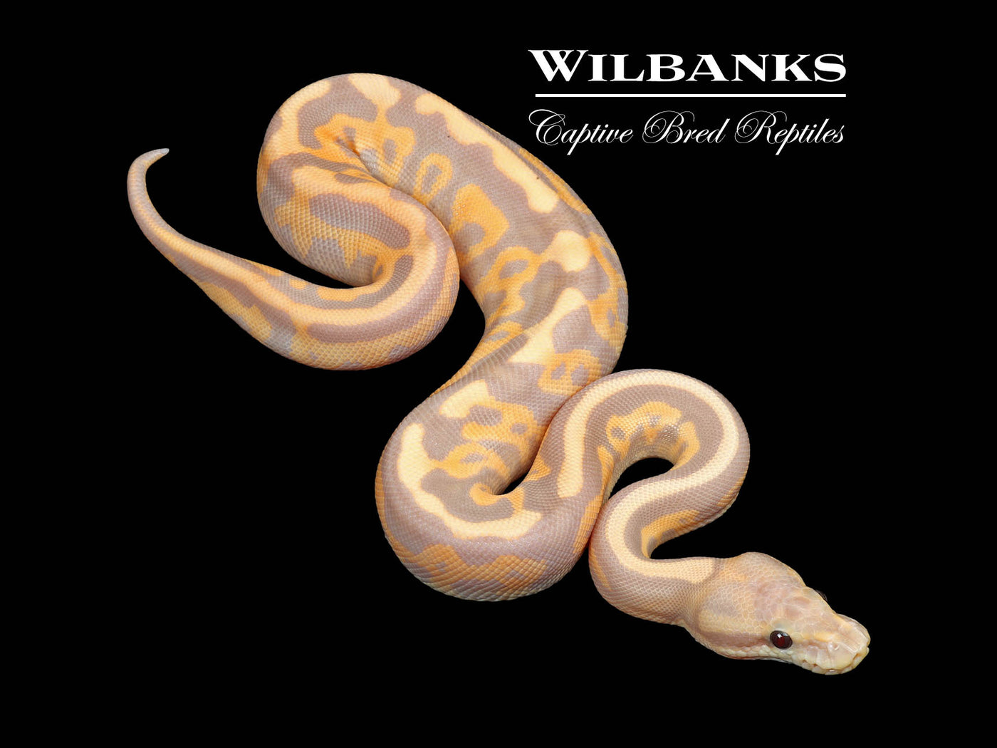 Leopard Banana Cinnamon Fire Ball Python ♂ '25