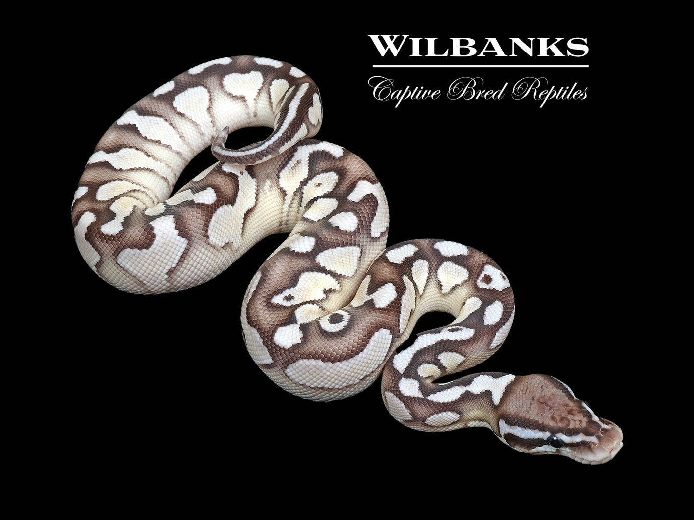 Pastel Orange Dream Axanthic (VPI) Lesser Yellow Belly Ball Python ♀ '25