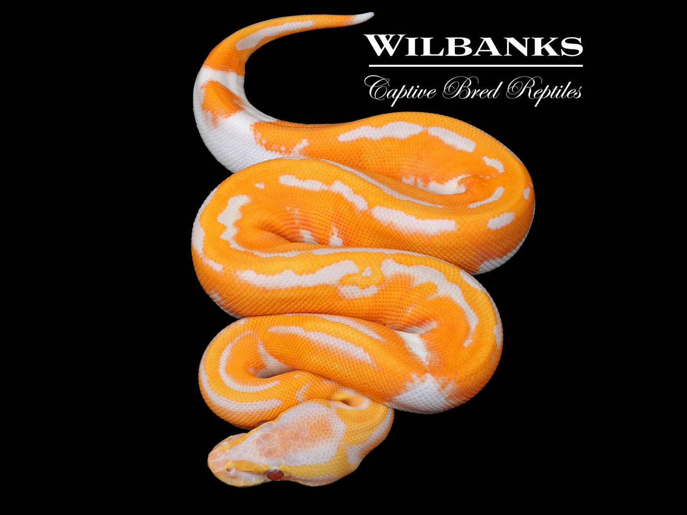 Blackhead Orange Dream Dreamsicle Ball Python ♀ '25