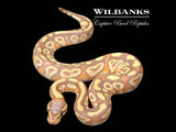 Banana Mojave Ball Python ♀ '26