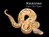 ButterFly Enchi 100% Het. Ghost Ball Python ♀ '26