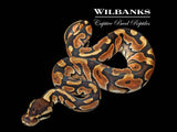 Cinnamon Enchi Ball Python ♀ '26