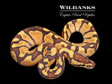 Fire Enchi 100% Het. Ghost Ball Python ♂ '26