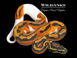 Orange Dream Pied Ball Python ♂ '26
