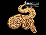 Fire Leopard Spotnose Yellow Belly 100% Het. Clown Ball Python ♀ '26