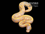 Banana Mahogany Ball Python ♂ '26