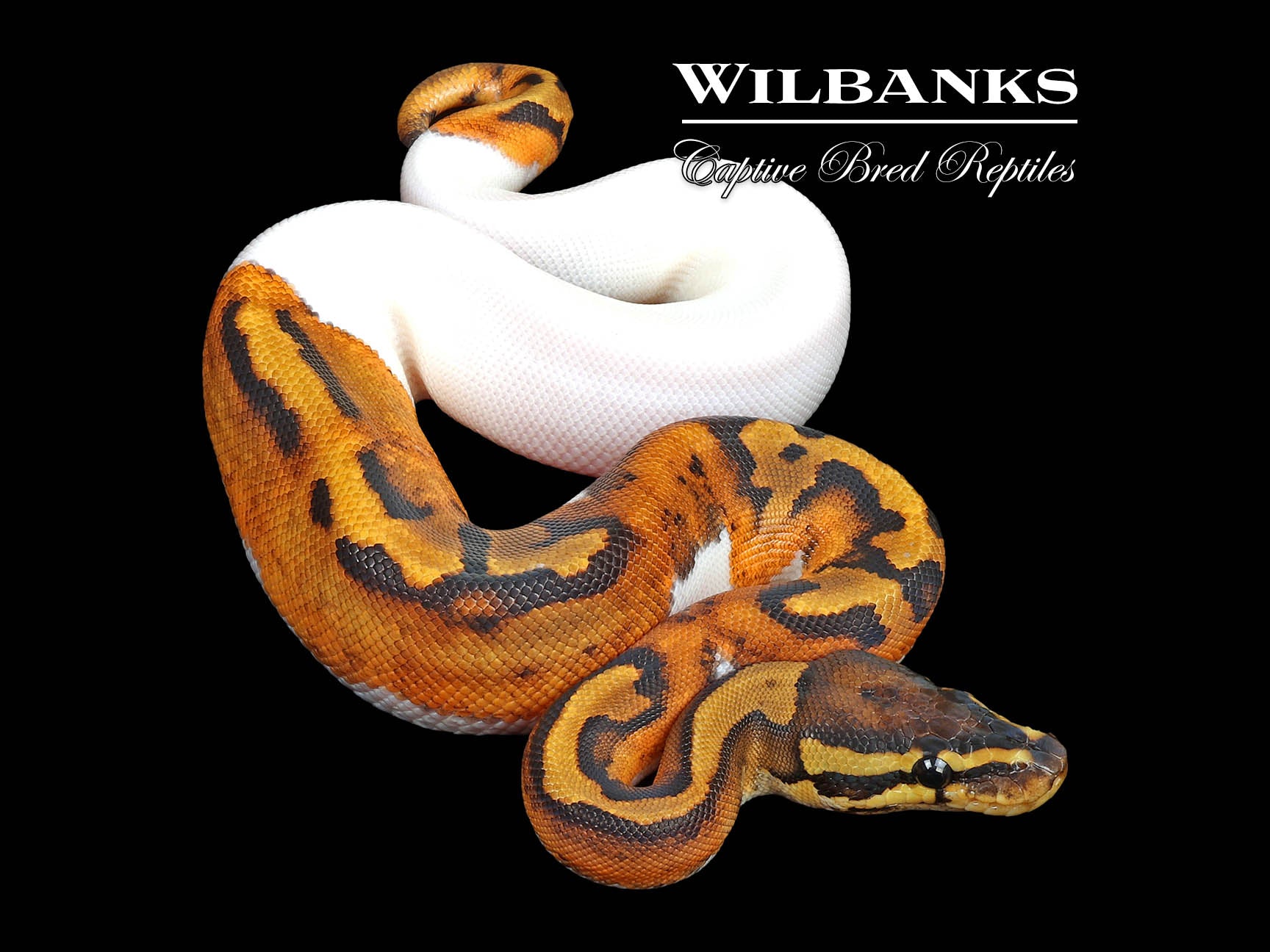 Pied 100 Het. Lavender Albino Ball Python ♀ '24 Wilbanks Captive