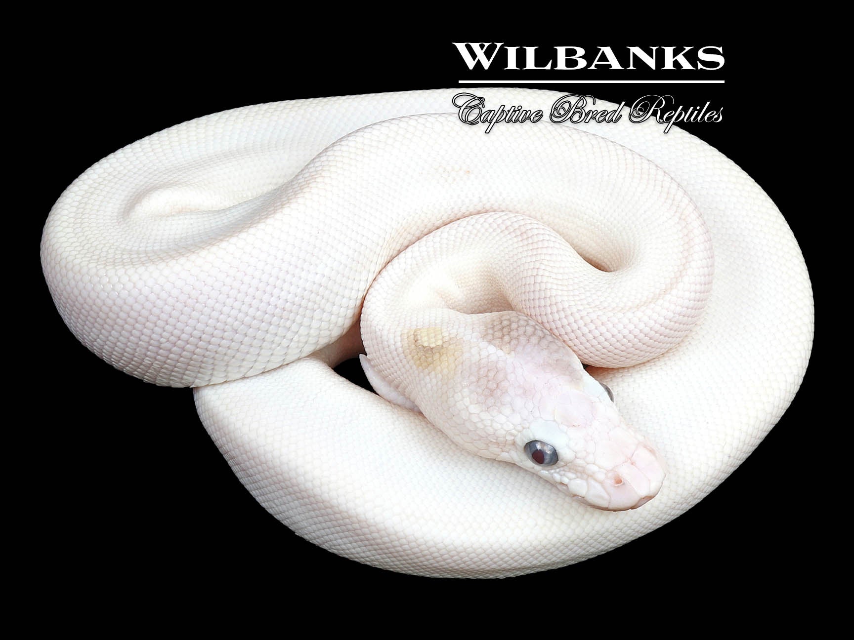 Blue Eyed Lucy Paradox (Super Butter) Ball Python ♂ '24 Wilbanks