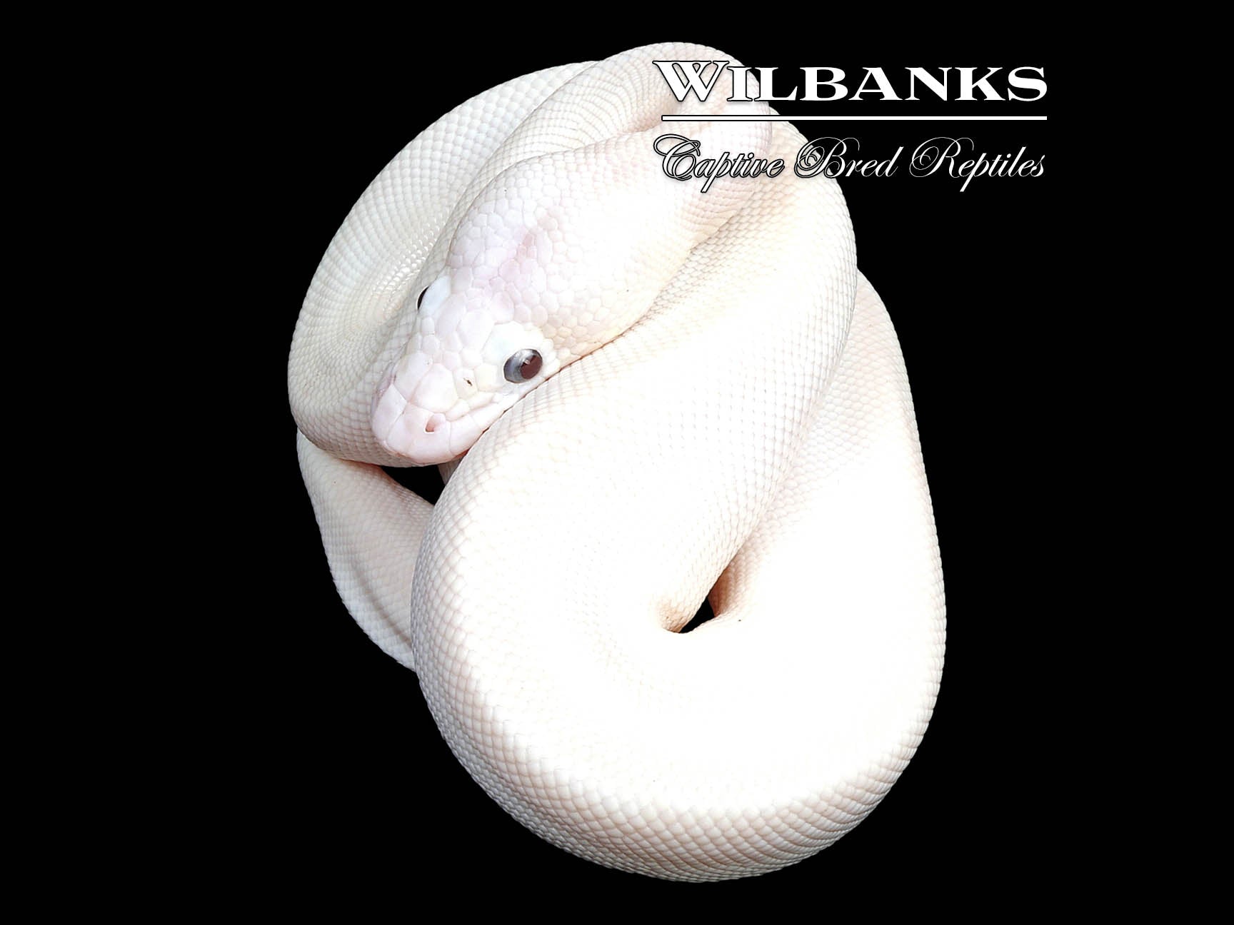 Blue Eyed Leucistic (Lucy) (Mojave Butter) Ball Python ♀ '24 Wilbanks